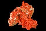 Bright Orange Crocoite Crystal Cluster - Tasmania #171681-1